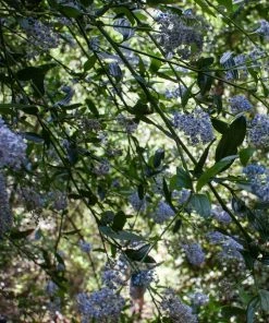 Roots Plants Ceanothus Thrysiflorus Repens