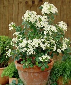 Roots Plants All Shrubs Mexican Orange Blossom | Choisya Ternata