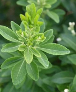 Roots Plants All Shrubs Mexican Orange Blossom | Choisya Ternata