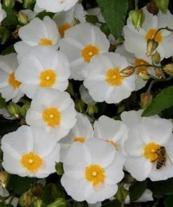 Roots Plants Cistus Corbariensis All Shrubs