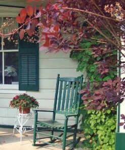 Roots Plants All Shrubs Cotinus Royal Purple | Smoke Tree