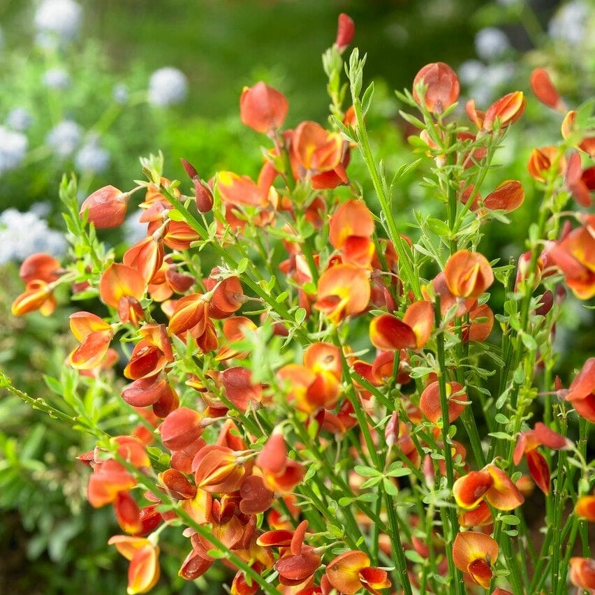 Roots Plants All Shrubs Cytisus Lena Roots Plants All Shrubs Cytisus Lena