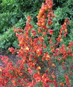 Roots Plants All Shrubs Cytisus Lena 4 Roots Plants All Shrubs Cytisus Lena