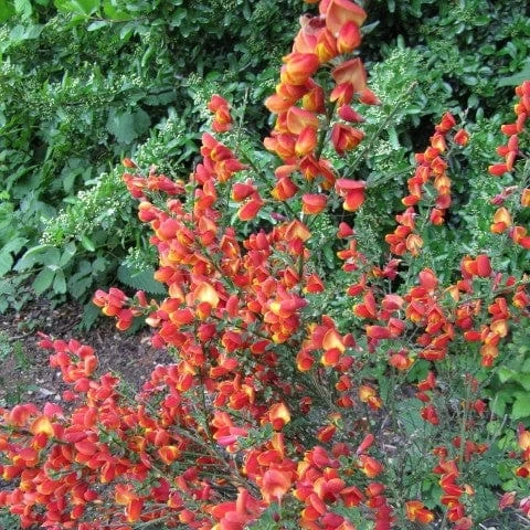 Roots Plants All Shrubs Cytisus Lena Roots Plants All Shrubs Cytisus Lena