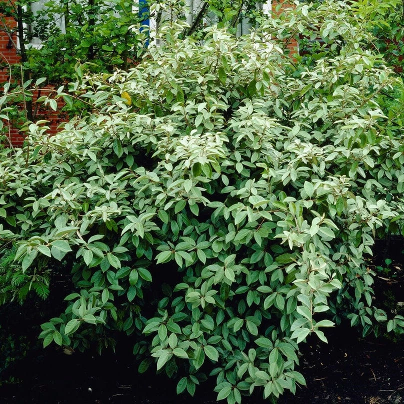 Roots Plants Oleaster Compacta | Elaeagnus Ebbingei Compacta Roots Plants Oleaster Compacta | Elaeagnus Ebbingei Compacta