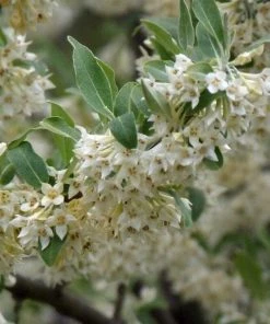 Roots Plants Oleaster Compacta | Elaeagnus Ebbingei Compacta 4 Roots Plants Oleaster Compacta | Elaeagnus Ebbingei Compacta