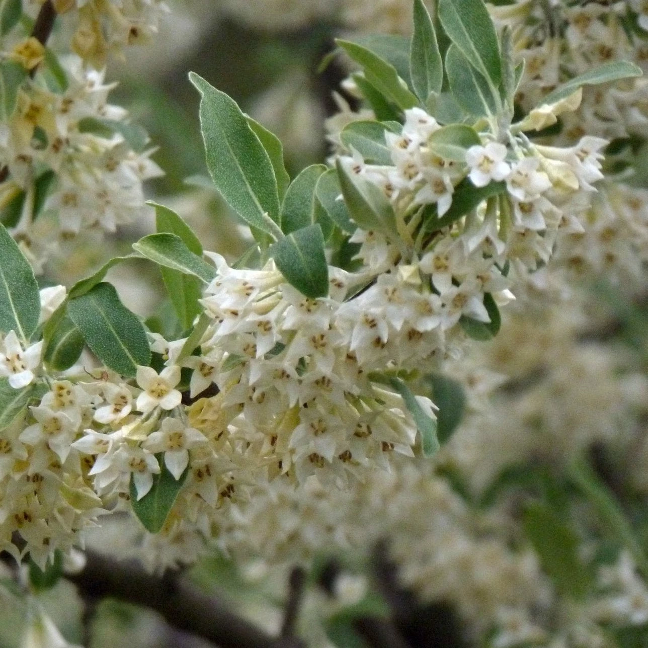 Roots Plants Oleaster Compacta | Elaeagnus Ebbingei Compacta Roots Plants Oleaster Compacta | Elaeagnus Ebbingei Compacta