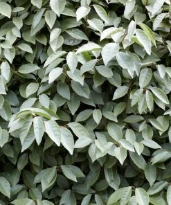 Roots Plants Oleaster Compacta | Elaeagnus Ebbingei Compacta 5 Roots Plants Oleaster Compacta | Elaeagnus Ebbingei Compacta