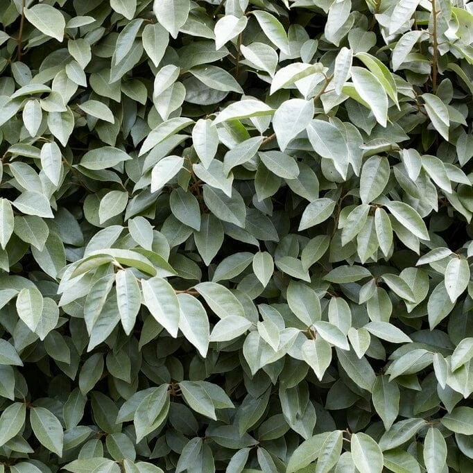 Roots Plants Oleaster Compacta | Elaeagnus Ebbingei Compacta Roots Plants Oleaster Compacta | Elaeagnus Ebbingei Compacta