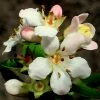 Roots Plants Escallonia Apple Blossom 2 Roots Plants Escallonia Apple Blossom