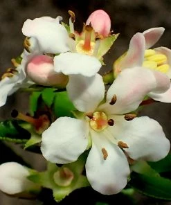 Roots Plants Escallonia Apple Blossom