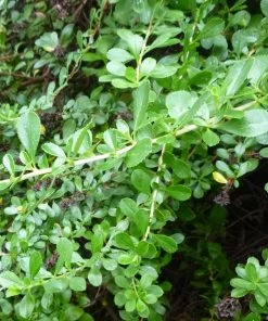 Roots Plants Escallonia Apple Blossom