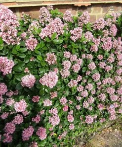 Roots Plants Escallonia Pink Elle