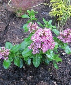 Roots Plants Escallonia Pink Elle 3 Roots Plants Escallonia Pink Elle