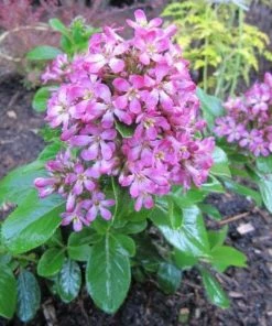 Roots Plants Escallonia Pink Elle 5 Roots Plants Escallonia Pink Elle