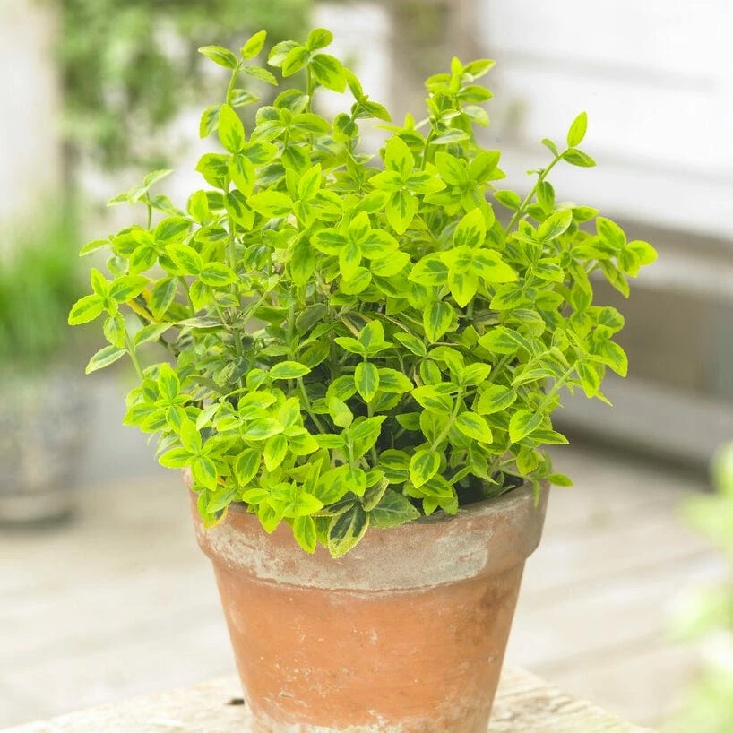Roots Plants Euonymus Emerald 'n' Gold Roots Plants Euonymus Emerald 'n' Gold