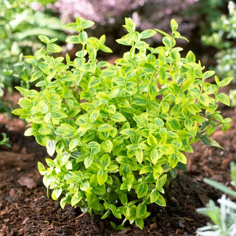Roots Plants Euonymus Emerald 'n' Gold Roots Plants Euonymus Emerald 'n' Gold