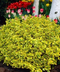 Roots Plants Euonymus Emerald 'n' Gold 4 Roots Plants Euonymus Emerald 'n' Gold