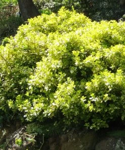 Roots Plants Euonymus Emerald 'n' Gold 5 Roots Plants Euonymus Emerald 'n' Gold