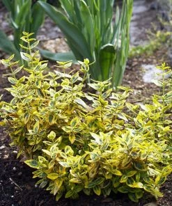 Roots Plants Euonymus Emerald 'n' Gold 6 Roots Plants Euonymus Emerald 'n' Gold