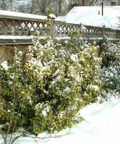 Roots Plants Euonymus Emerald 'n' Gold 8 Roots Plants Euonymus Emerald 'n' Gold