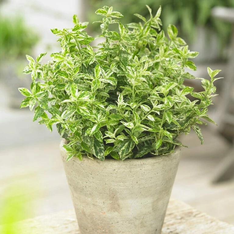 Roots Plants Euonymus Harlequin Roots Plants Euonymus Harlequin