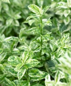 Roots Plants Euonymus Harlequin 4 Roots Plants Euonymus Harlequin