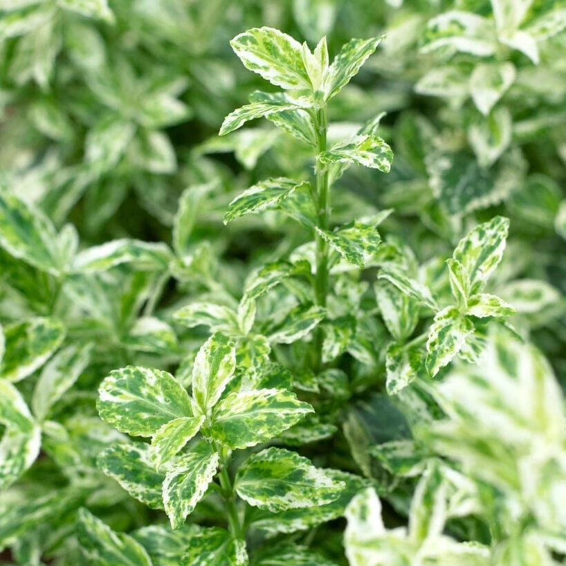 Roots Plants Euonymus Harlequin Roots Plants Euonymus Harlequin