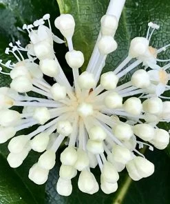 Roots Plants Fatsia Japonica 6 Roots Plants Fatsia Japonica