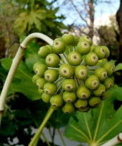 Roots Plants Fatsia Japonica 7 Roots Plants Fatsia Japonica