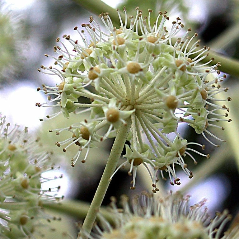 Roots Plants Fatsia Japonica Roots Plants Fatsia Japonica