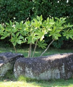 Roots Plants Fatsia Japonica 10 Roots Plants Fatsia Japonica