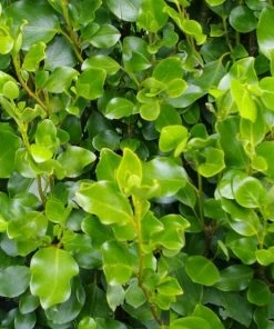 Roots Plants All Shrubs Griselinia Littoralis