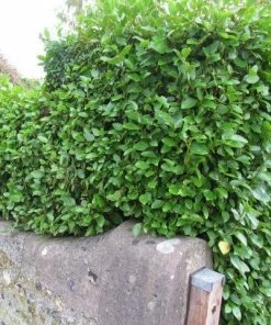 Roots Plants All Shrubs Griselinia Littoralis