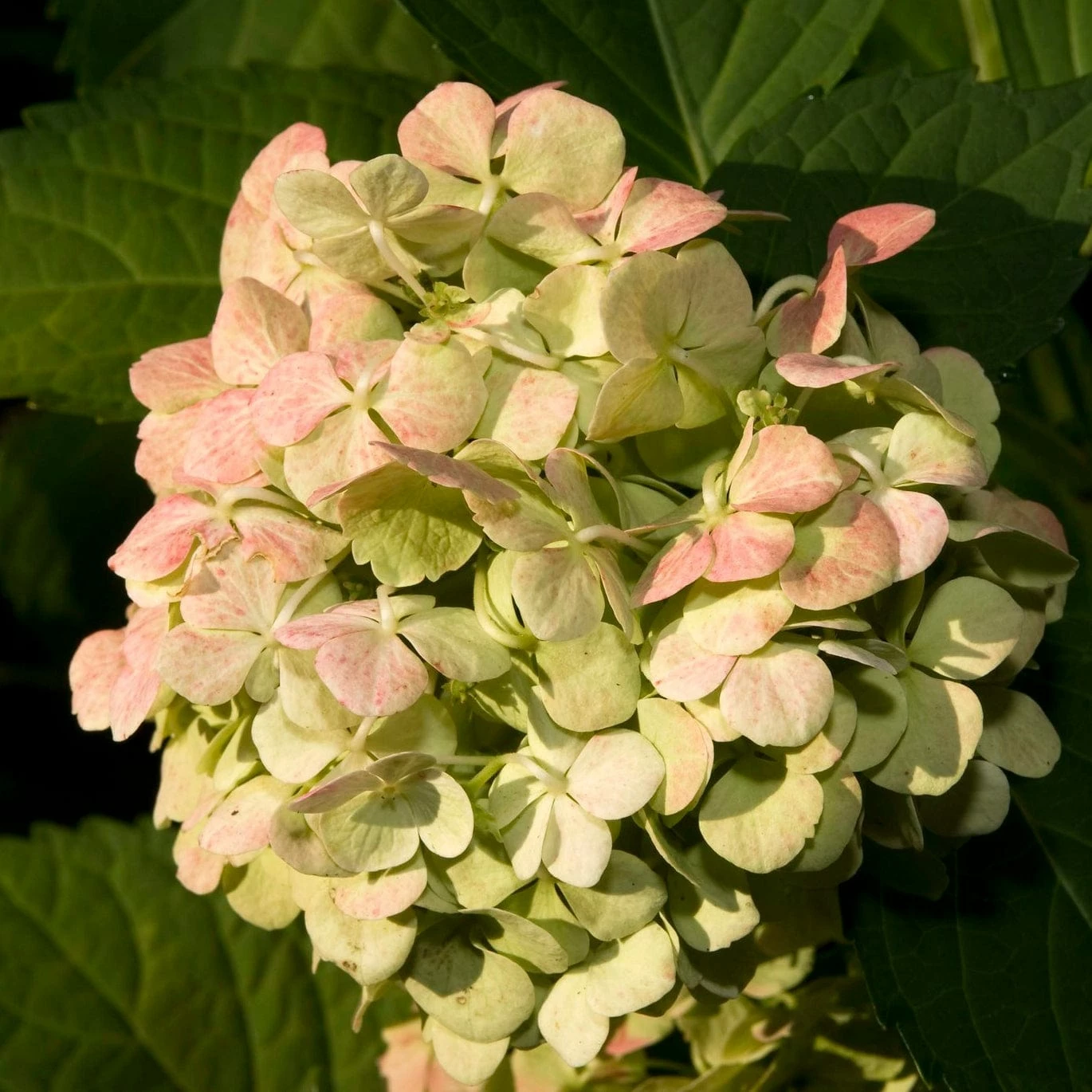 Roots Plants Hydrangea Macrophylla Madame Emile Mouillere Roots Plants Hydrangea Macrophylla Madame Emile Mouillere