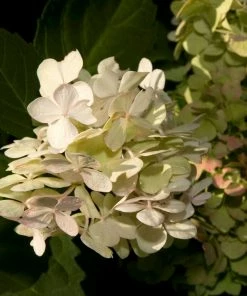Roots Plants Hydrangea Macrophylla Madame Emile Mouillere 5 Roots Plants Hydrangea Macrophylla Madame Emile Mouillere