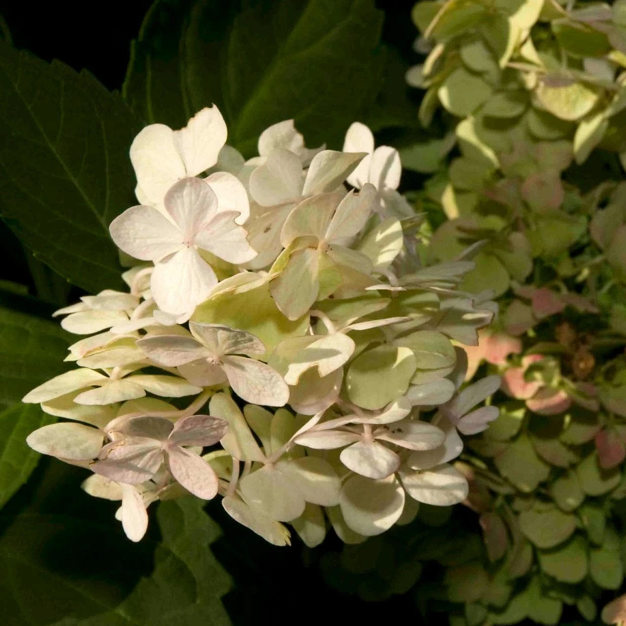 Roots Plants Hydrangea Macrophylla Madame Emile Mouillere Roots Plants Hydrangea Macrophylla Madame Emile Mouillere