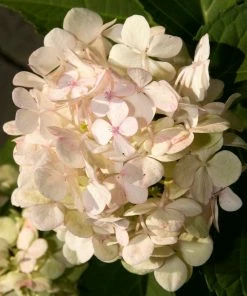 Roots Plants Hydrangea Macrophylla Madame Emile Mouillere 6 Roots Plants Hydrangea Macrophylla Madame Emile Mouillere