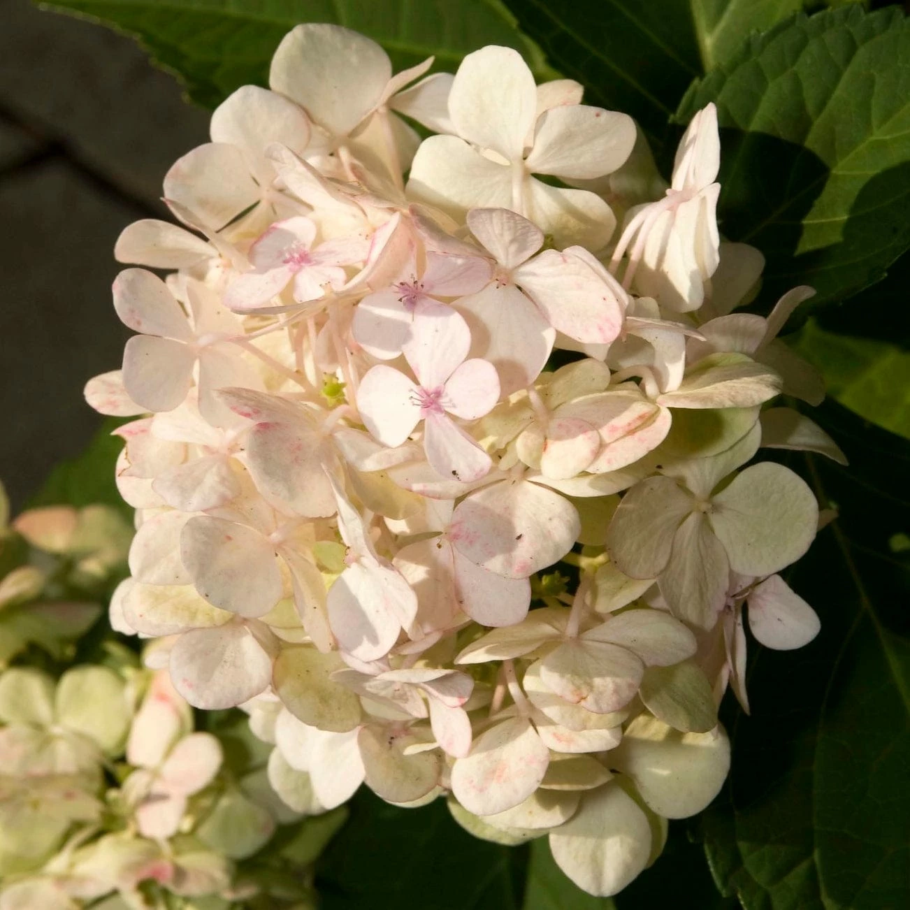 Roots Plants Hydrangea Macrophylla Madame Emile Mouillere Roots Plants Hydrangea Macrophylla Madame Emile Mouillere