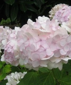 Roots Plants Hydrangea Macrophylla Madame Emile Mouillere 7 Roots Plants Hydrangea Macrophylla Madame Emile Mouillere