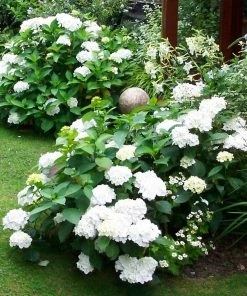 Roots Plants Hydrangea Macrophylla Madame Emile Mouillere 4 Roots Plants Hydrangea Macrophylla Madame Emile Mouillere