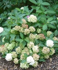 Roots Plants Hydrangea Macrophylla Madame Emile Mouillere 8 Roots Plants Hydrangea Macrophylla Madame Emile Mouillere