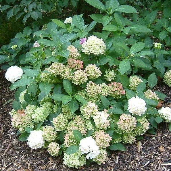Roots Plants Hydrangea Macrophylla Madame Emile Mouillere Roots Plants Hydrangea Macrophylla Madame Emile Mouillere