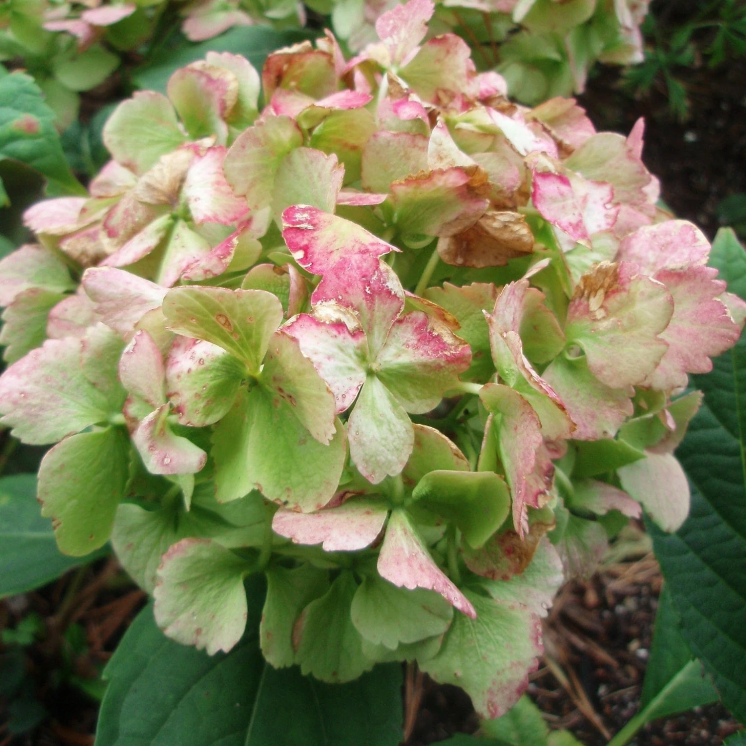 Roots Plants Hydrangea Macrophylla Madame Emile Mouillere Roots Plants Hydrangea Macrophylla Madame Emile Mouillere