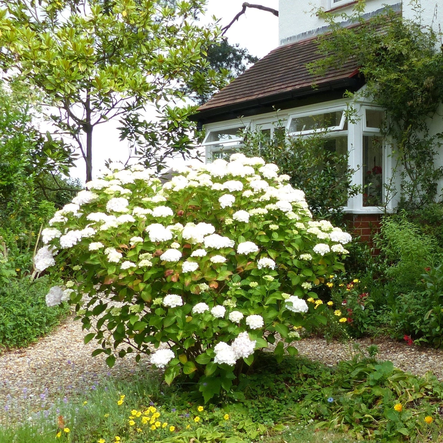 Roots Plants Hydrangea Macrophylla Madame Emile Mouillere Roots Plants Hydrangea Macrophylla Madame Emile Mouillere