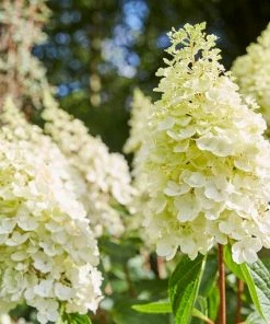 Roots Plants Hydrangea Paniculata Pinky Winky