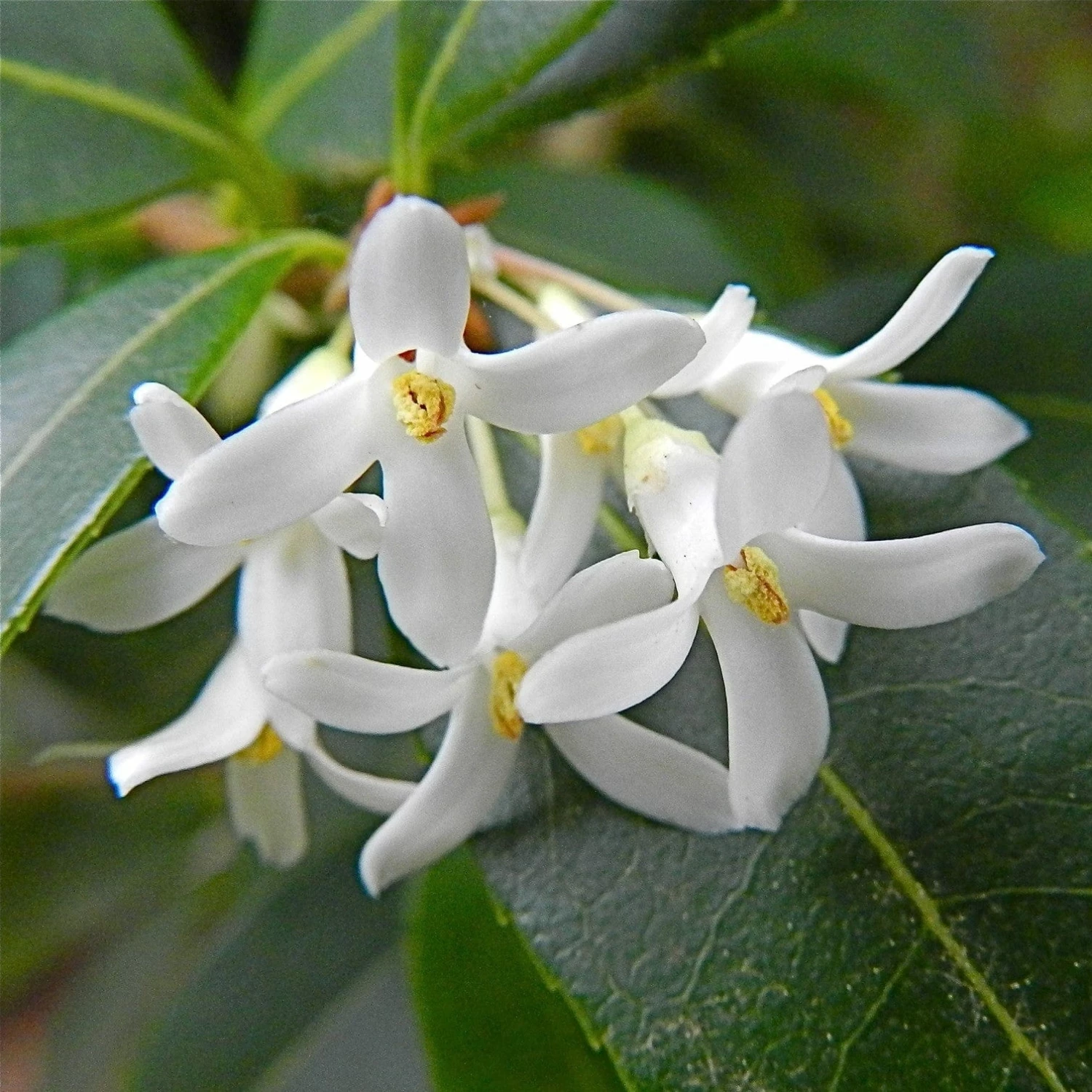 Roots Plants All Shrubs Osmanthus X Burkwoodii Roots Plants All Shrubs Osmanthus X Burkwoodii
