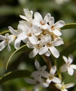 Roots Plants All Shrubs Osmanthus X Burkwoodii