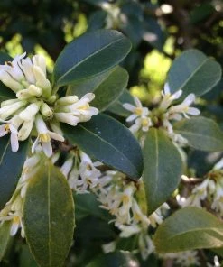 Roots Plants All Shrubs Osmanthus X Burkwoodii 4 Roots Plants All Shrubs Osmanthus X Burkwoodii