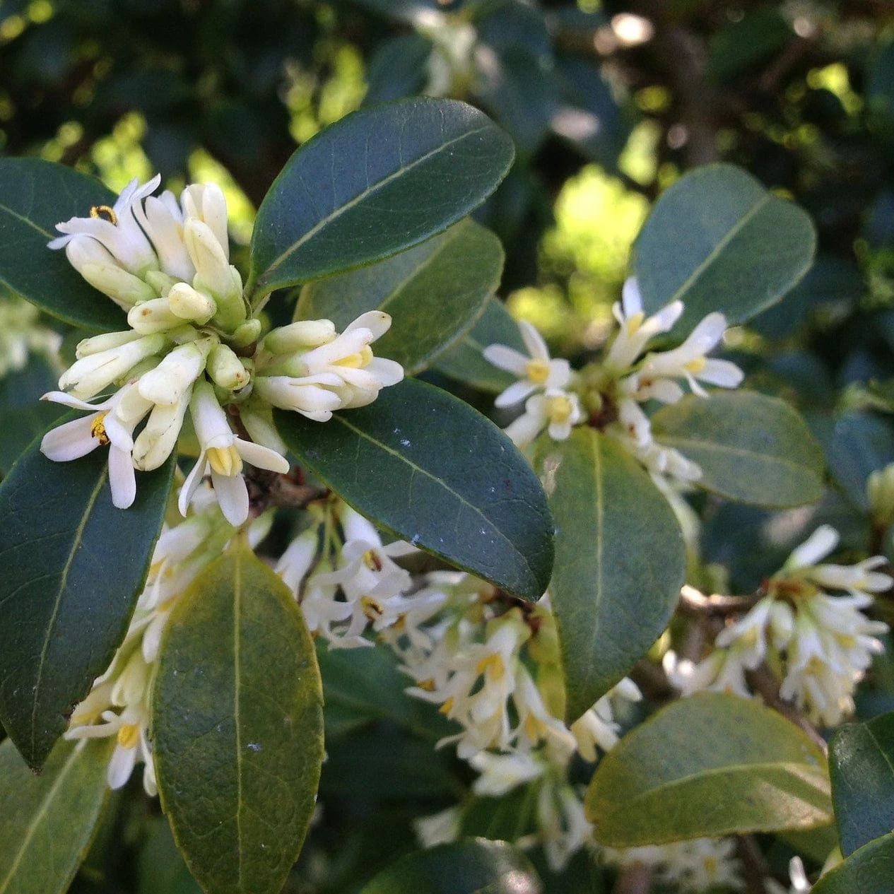 Roots Plants All Shrubs Osmanthus X Burkwoodii Roots Plants All Shrubs Osmanthus X Burkwoodii
